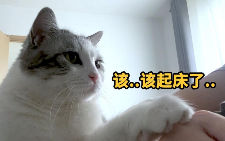 猫咪大早上叫醒你只因这几个原因不要太真实！