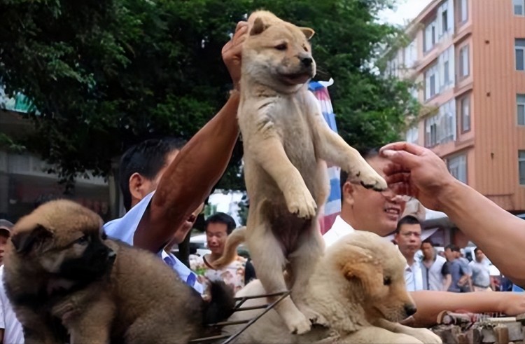 记住这几个秘诀选到的狗狗基本不会差