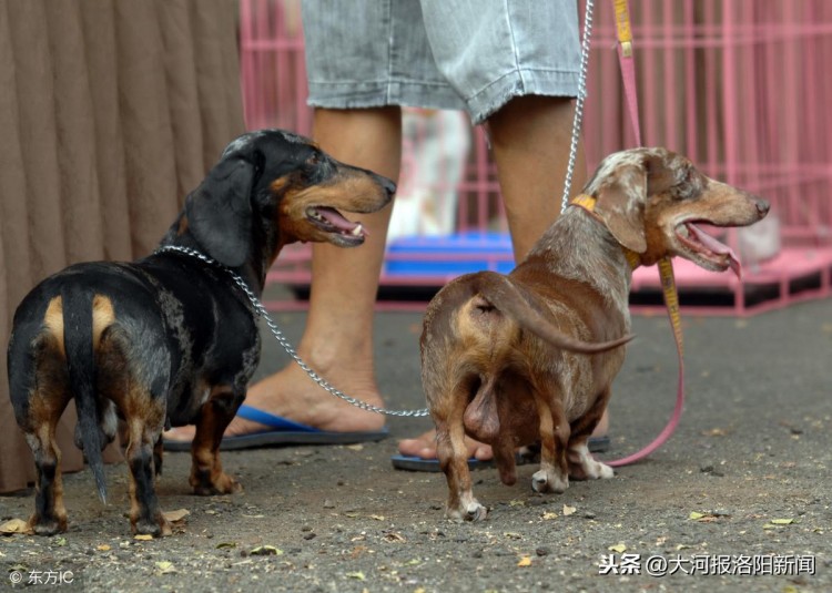 被狗舔伤口，河南9岁男孩死于狂犬病，医生：发病后无药可治