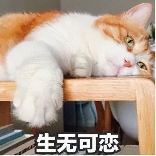 听一句劝：这几种养猫习惯别碰会让猫咪很痛苦