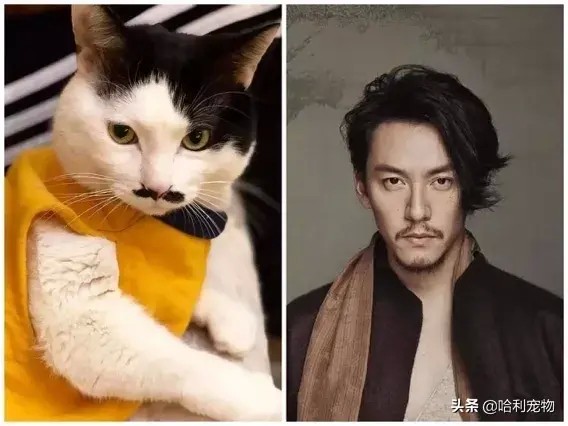 “我家猫长得像...，哈哈哈！”