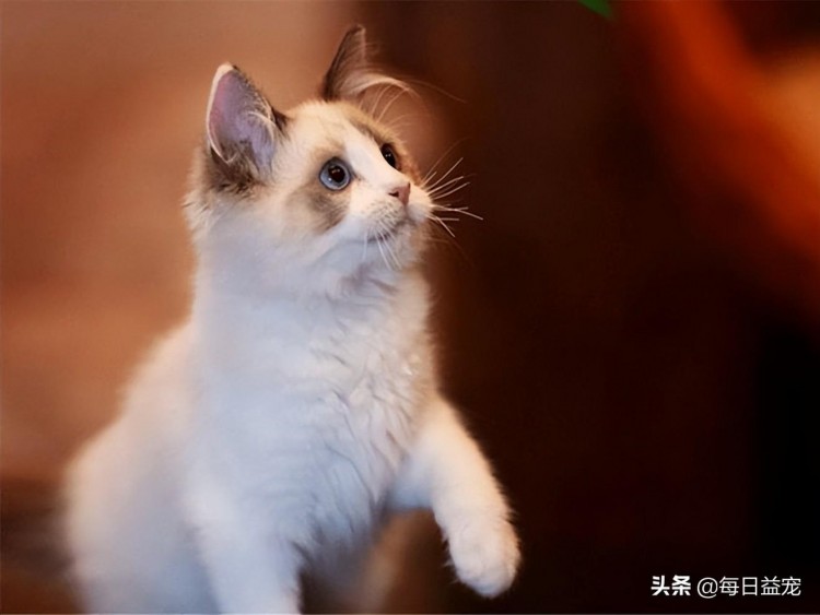 猫咪对主人的记忆会持续多久它会忘记铲屎官吗