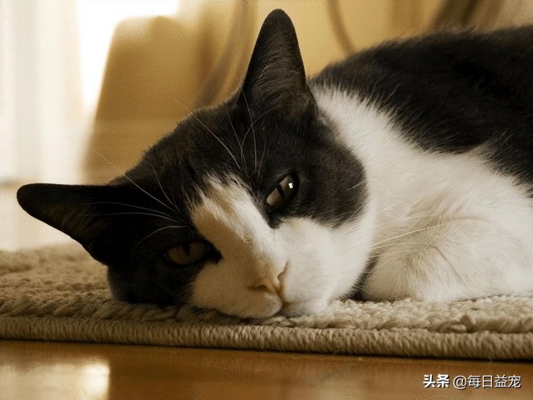 猫咪对主人的记忆会持续多久它会忘记铲屎官吗