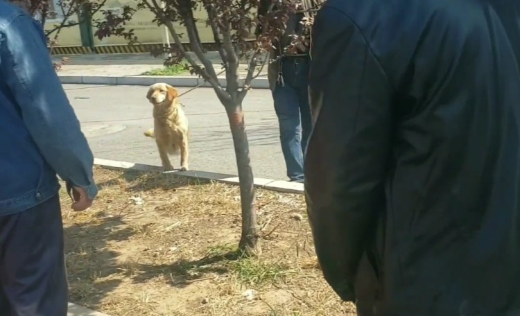 河南：怀孕金毛险被卖上狗肉车，小伙花900买下，狗狗感恩露肚皮