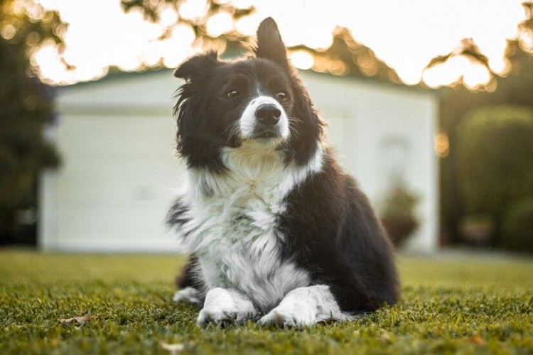 边牧犬的优缺点是什么