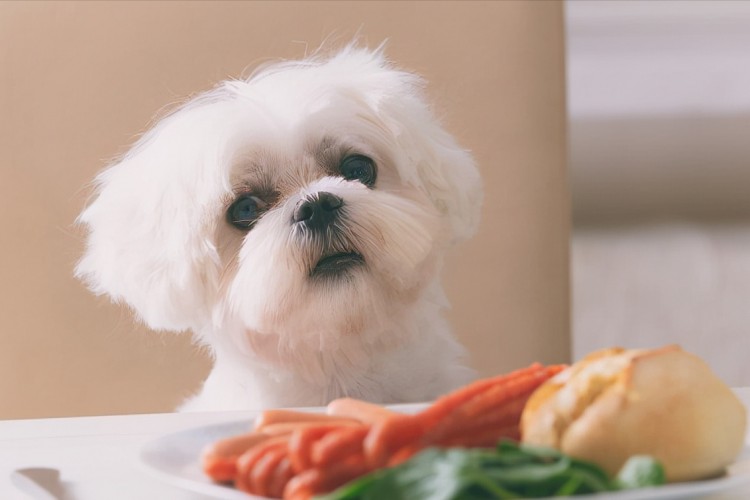 你知道吗，狗狗不能吃这些食物