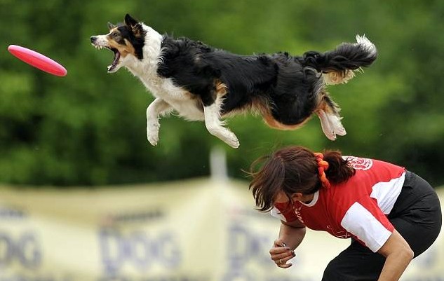 听说牧羊犬智商占优势，这五种牧羊犬，你都知道吗？