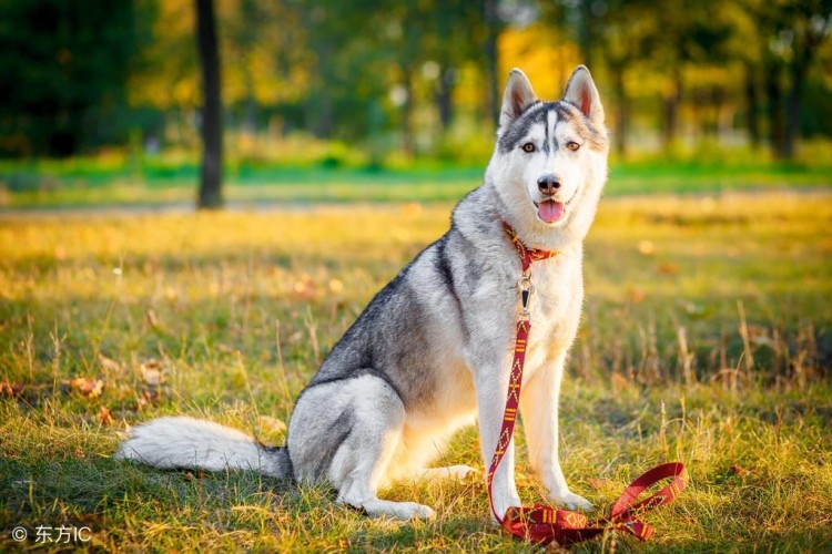 听说你想养小狗？还不如养一只中型犬！