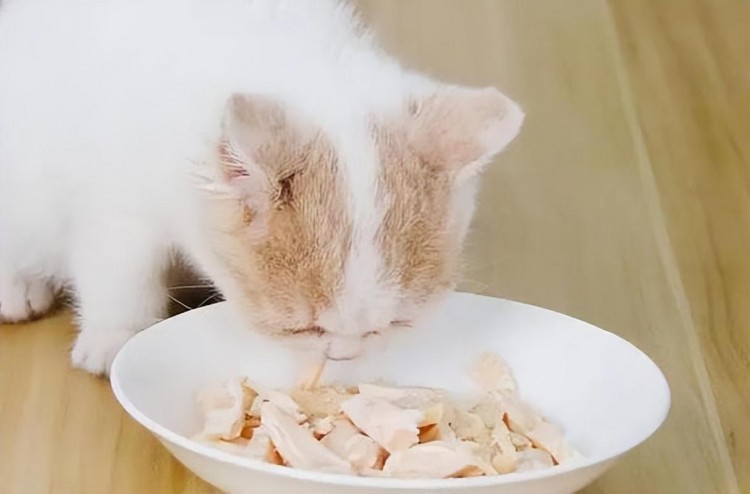 想让猫咪开心试试给它喂食这七个美食！