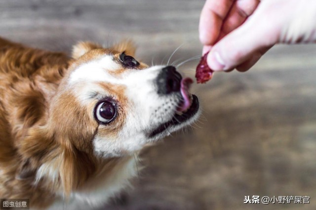 宠物生病不肯吃药那是姿势不对小野手把手教你给毛孩子喂药