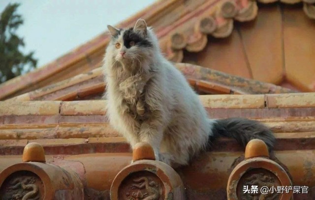 原来古人也那么喜欢猫、猫、狗，皇帝竟是猫奴、狗奴