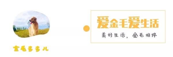 健康的狗狗身体会说话，可以通过这7个地方去判断，养出健康狗狗