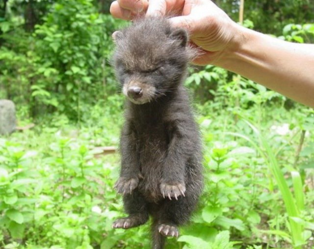 网友捡到5只小猫，兽医却说不是猫而是狗，但等它们长大后……