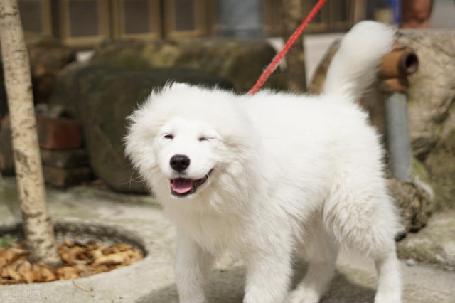 萨摩耶犬生产前的准备工作