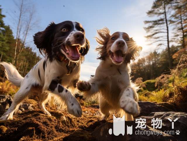 别害羞！狗子最喜欢被你摸这几个地方，越摸越上头