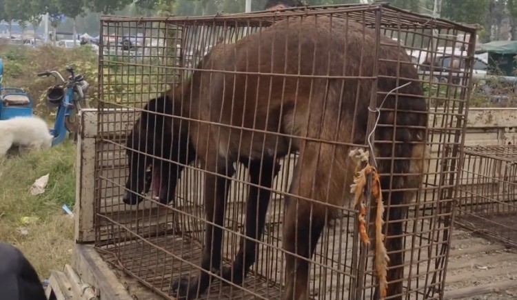 河南：怀孕马犬狗肉车瑟瑟发抖小伙花800解救狗贩：这有小狗