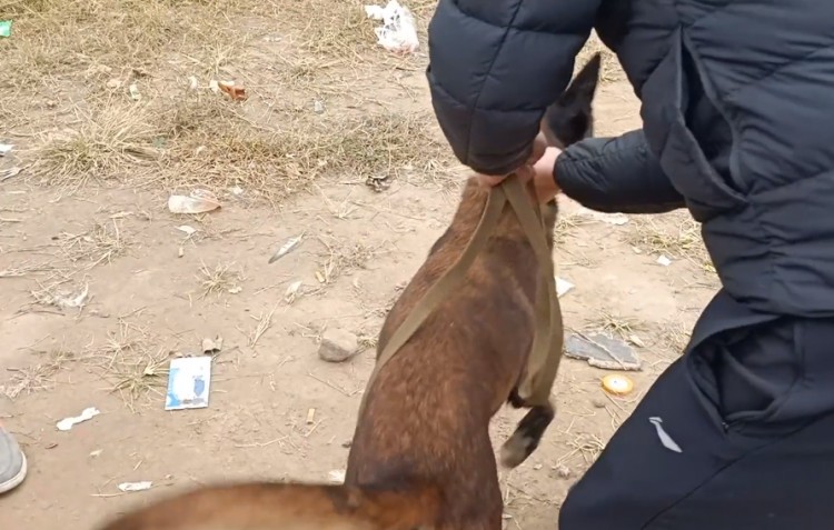 河南：怀孕马犬狗肉车瑟瑟发抖小伙花800解救狗贩：这有小狗