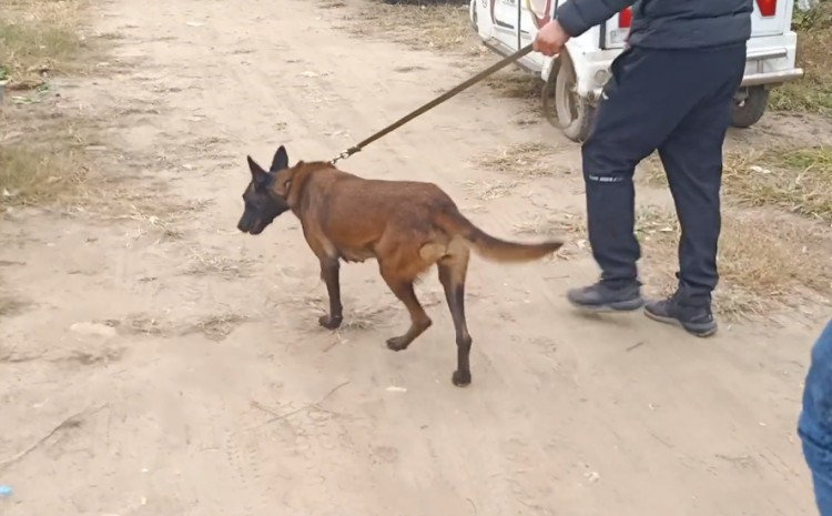 河南：怀孕马犬狗肉车瑟瑟发抖小伙花800解救狗贩：这有小狗