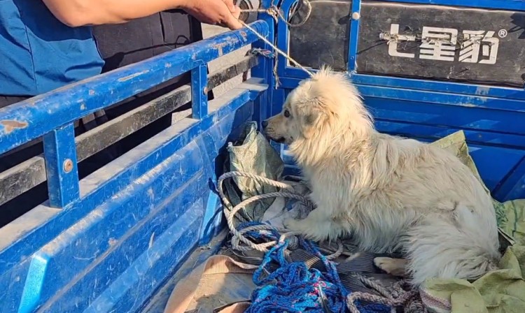 河南：为了些许差价大叔争得面红耳赤而狗狗依然难逃狗肉车