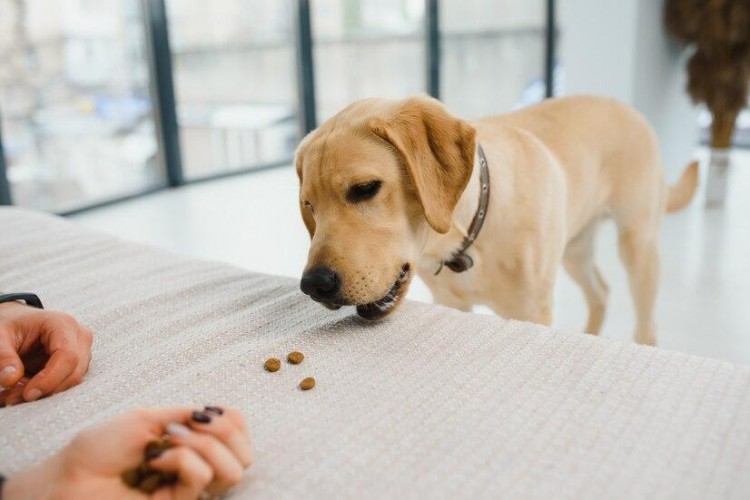 狗粮排名前十品牌