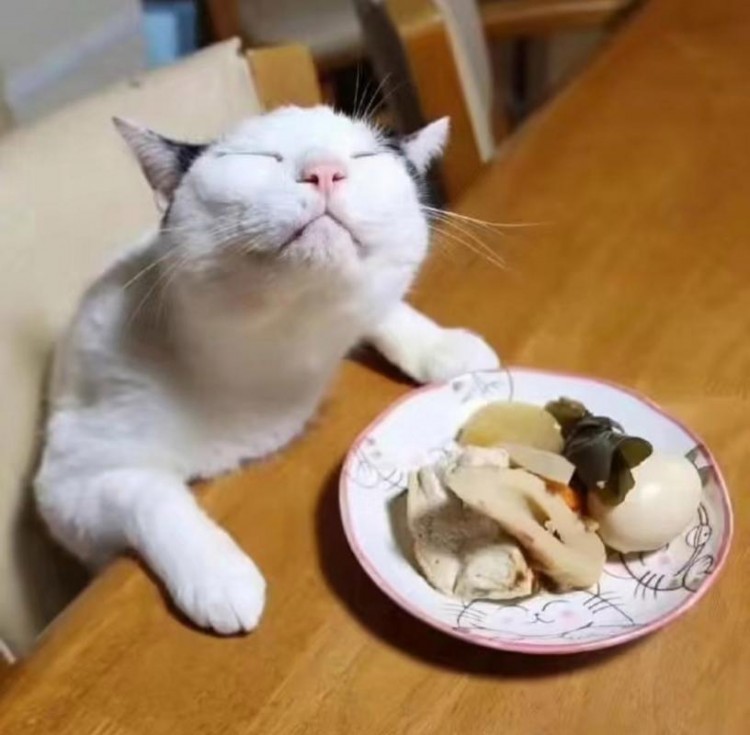 准备好猫粮让猫独自留在家10天结果猫咪永远离开我了