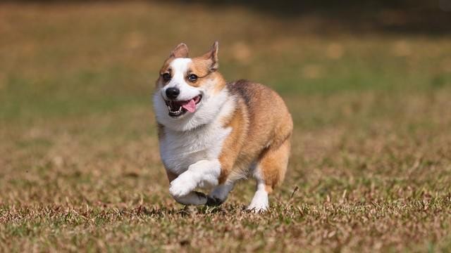 宠物大盘点之世界名犬柯基