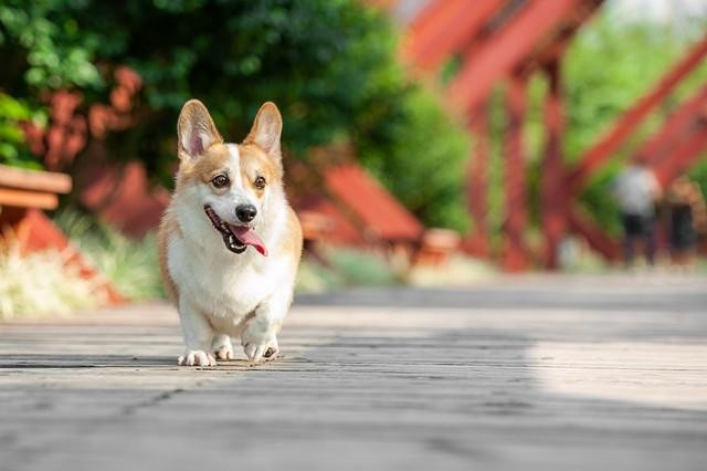 宠物大盘点之世界名犬柯基