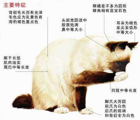 不太常见的猫养一只是什么体验伯曼猫了解一下﻿