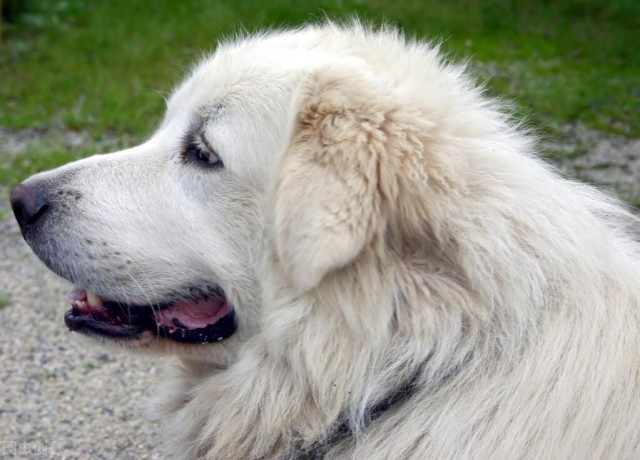 大白熊犬—守卫犬的潜能