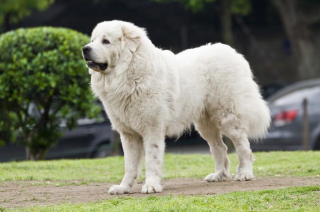 大白熊犬—守卫犬的潜能