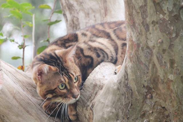 猫咪中的战斗机——皇家豹猫孟加拉豹猫